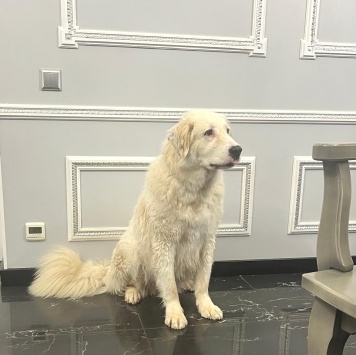 Собаки в добрые руки - Акжу - 3