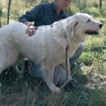 Собаки в добрые руки - Акжу - 4