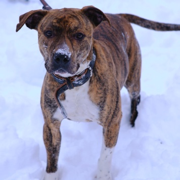 Ярни - Собаки в добрые руки