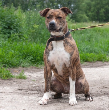 Собаки в добрые руки - Ярни