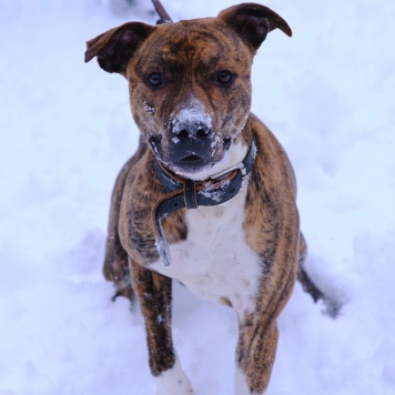 Собаки в добрые руки - Ярни - 1