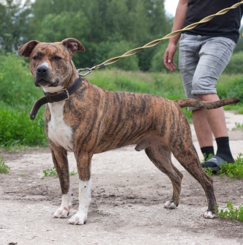 Собаки в добрые руки - Ярни - 1