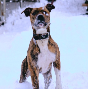 Собаки в добрые руки - Ярни - 2