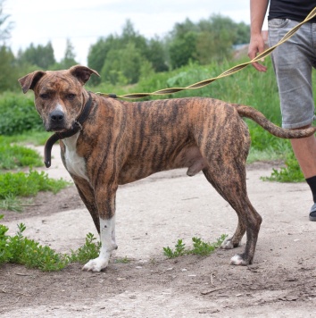 Собаки в добрые руки - Ярни - 2