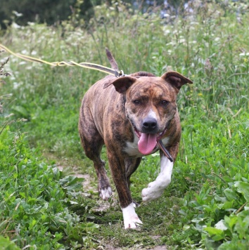 Собаки в добрые руки - Ярни - 3