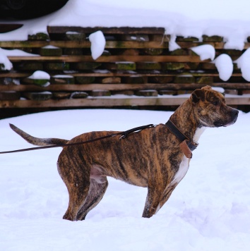 Собаки в добрые руки - Ярни - 4