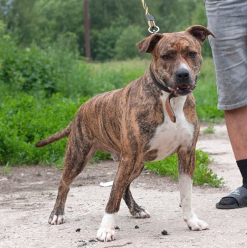 Собаки в добрые руки - Ярни - 4