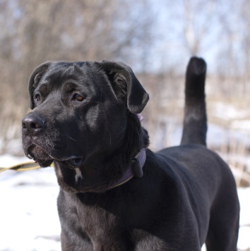 Пинкертон - Собаки в добрые руки