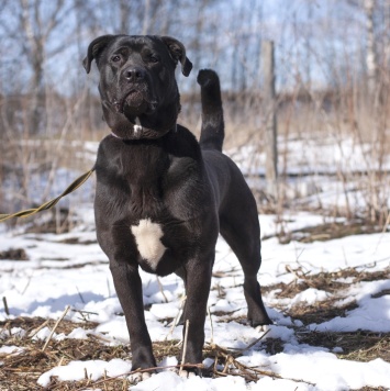Собаки в добрые руки - Пинкертон - 1