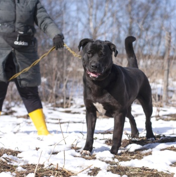 Собаки в добрые руки - Пинкертон - 3