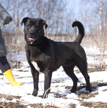 Собаки в добрые руки - Пинкертон - 4