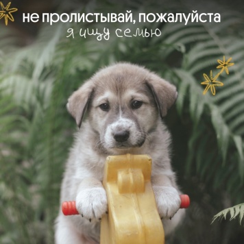 Собаки в добрые руки - Ролли