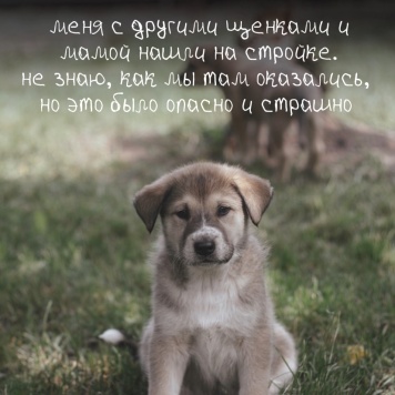 Собаки в добрые руки - Ролли - 1
