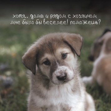 Собаки в добрые руки - Ролли - 3