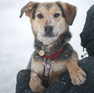 Собаки в добрые руки - Клевер - 1