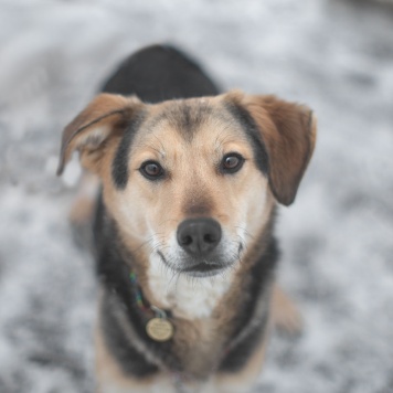 Собаки в добрые руки - Клевер - 2
