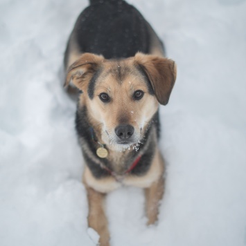 Собаки в добрые руки - Клевер - 4