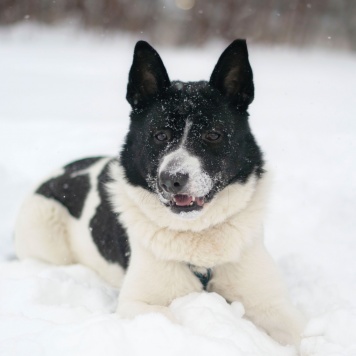 Собаки в добрые руки - Пиксель
