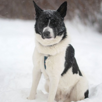 Собаки в добрые руки - Пиксель - 1