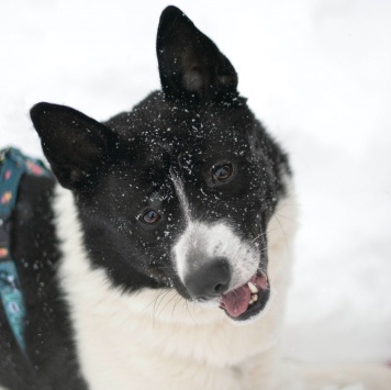 Собаки в добрые руки - Пиксель - 2