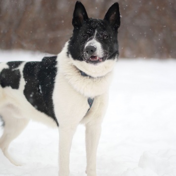Собаки в добрые руки - Пиксель - 3