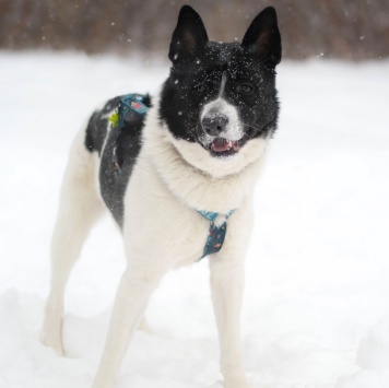 Собаки в добрые руки - Пиксель - 4