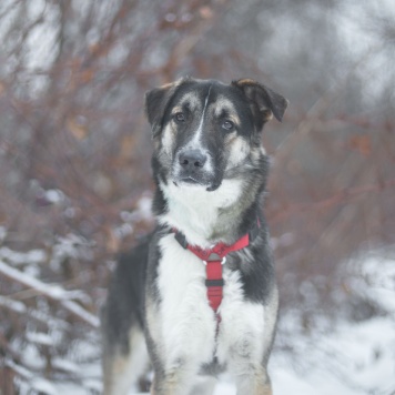 Собаки в добрые руки - Мякиш