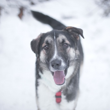 Собаки в добрые руки - Мякиш - 1
