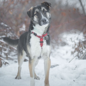 Собаки в добрые руки - Мякиш - 2