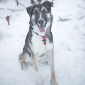 Собаки в добрые руки - Мякиш - 3