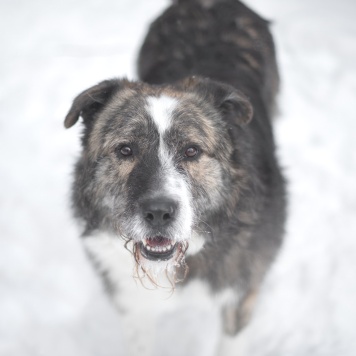 Паштет - Собаки в добрые руки