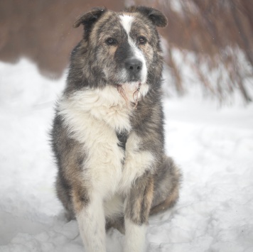 Собаки в добрые руки - Паштет - 1