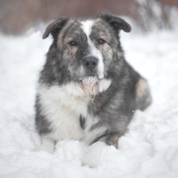 Собаки в добрые руки - Паштет - 2