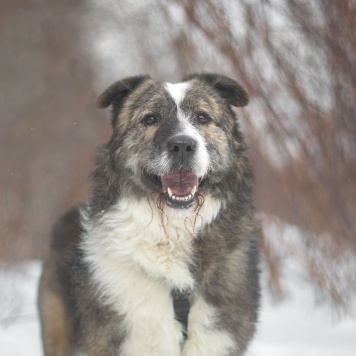 Собаки в добрые руки - Паштет - 3