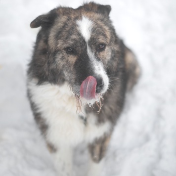 Собаки в добрые руки - Паштет - 4