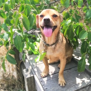 Собаки в добрые руки - Ульянка - 3