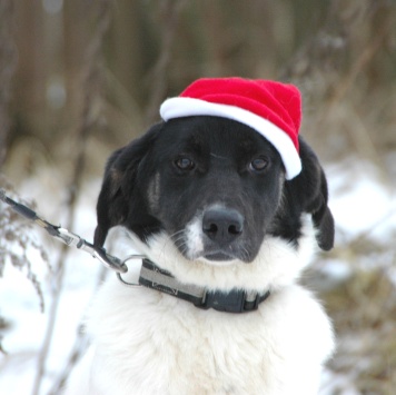 Сара - Собаки в добрые руки