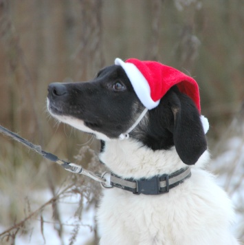 Собаки в добрые руки - Сара - 1