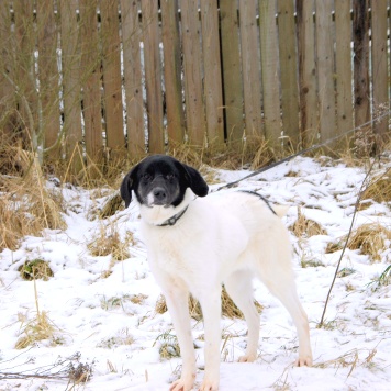 Собаки в добрые руки - Сара - 3