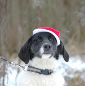 Собаки в добрые руки - Сара - 4