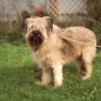 Собаки в добрые руки - Раечка - 1