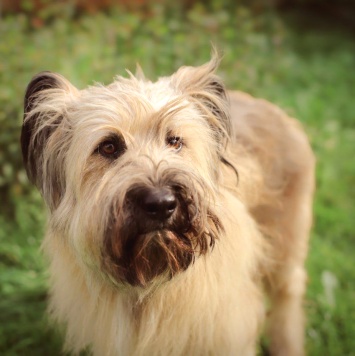 Собаки в добрые руки - Раечка - 2