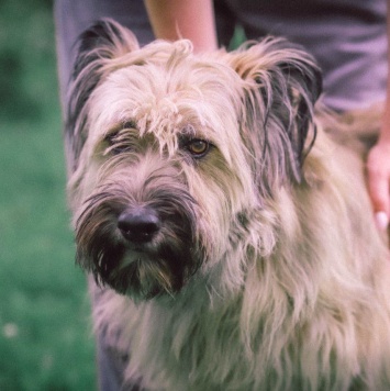 Собаки в добрые руки - Раечка - 4