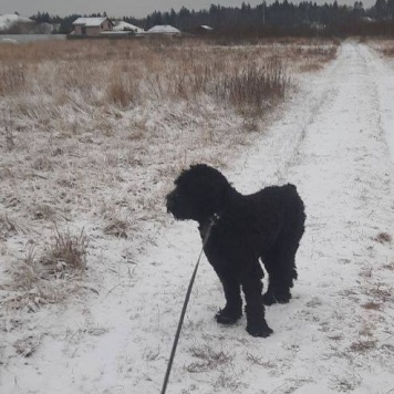 Жюль - Собаки в добрые руки