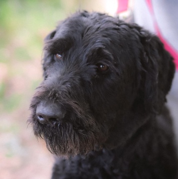 Собаки в добрые руки - Жюль - 1