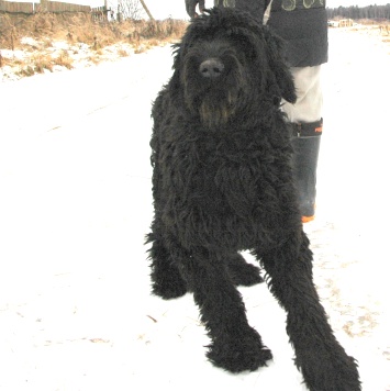 Собаки в добрые руки - Жюль - 1