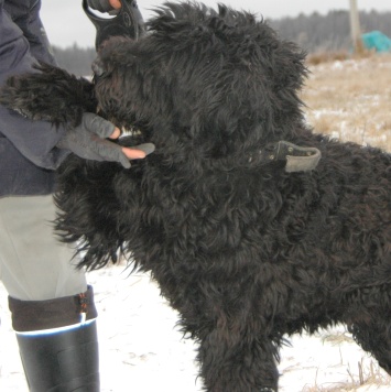 Собаки в добрые руки - Жюль - 3