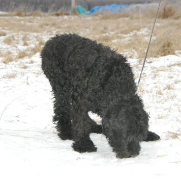 Собаки в добрые руки - Жюль - 4