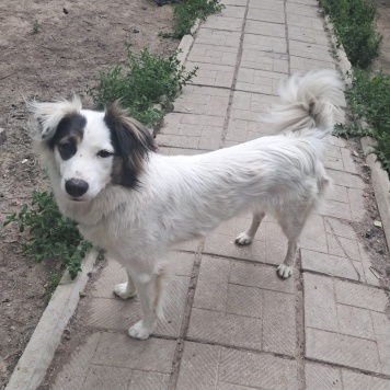 Собаки в добрые руки - Белла