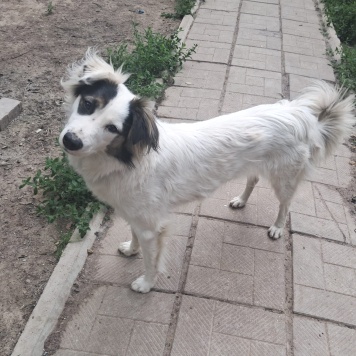 Собаки в добрые руки - Белла - 1